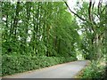 A wall of trees