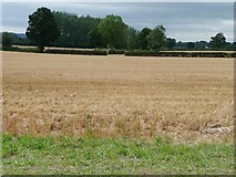 SO5371 : Stubble field south of The Serpent by Christine Johnstone