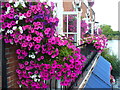 Eton in Bloom