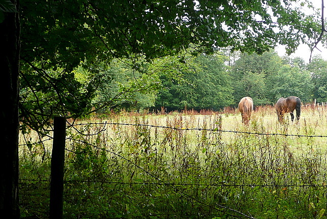 Paddock near Common Wood
