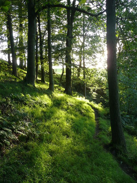 Path in the Catrigg Force woodland