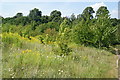 Vegetation near Nonsuch Park