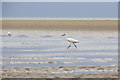TF7745 : Little egret, Brancaster beach by Julian Dowse