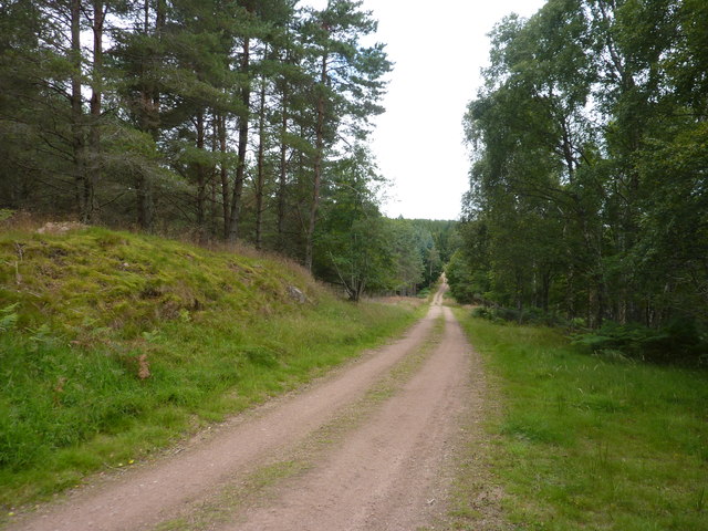 The Canadian Road, through an area of Scots pine
