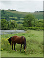 Grazing by the Afon Teifi at Pont Gogoyan, Ceredigion