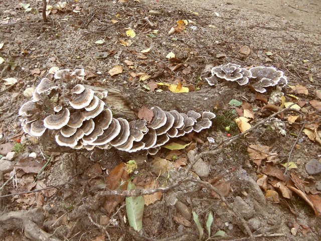 Polypore fungus growing on rotting wood