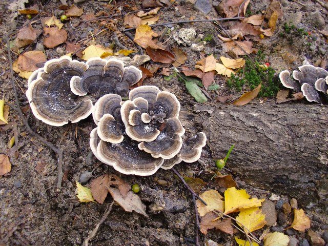 Trametes fungus: a closer view