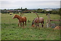 Horses at Malyons Farm