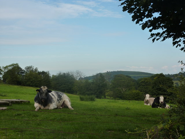 Bull and two cows