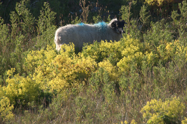 Blackface sheep amongst Lady's Mantle at Horsacleit