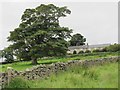 Farm at Steward Shield Meadow