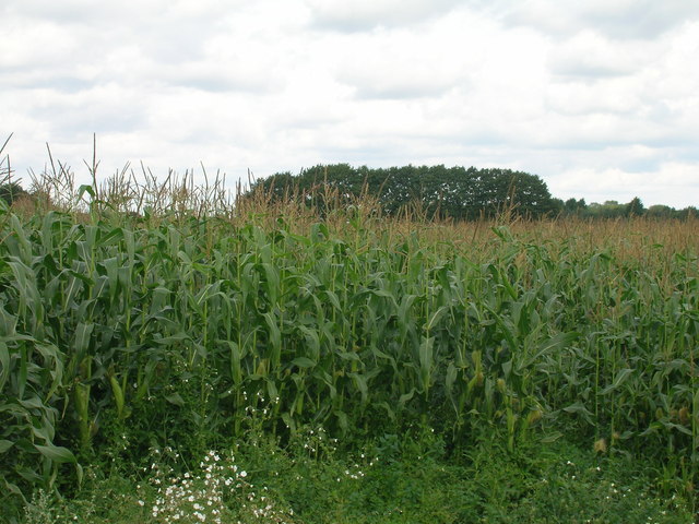 Farmland off Highfield North Lane