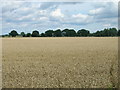 Farmland near North Duffield Lodge