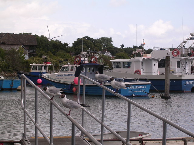 Seagulls in Lymington Harbour