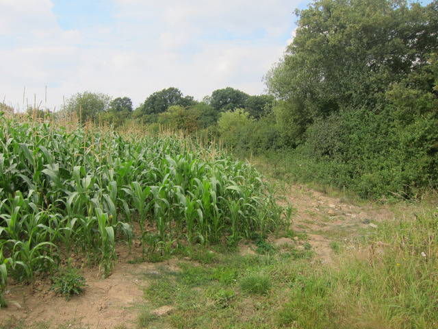 Corn field off Forstal Road