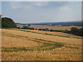 Barley fields by Hubbards Hill