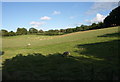 Sheep near Shipham