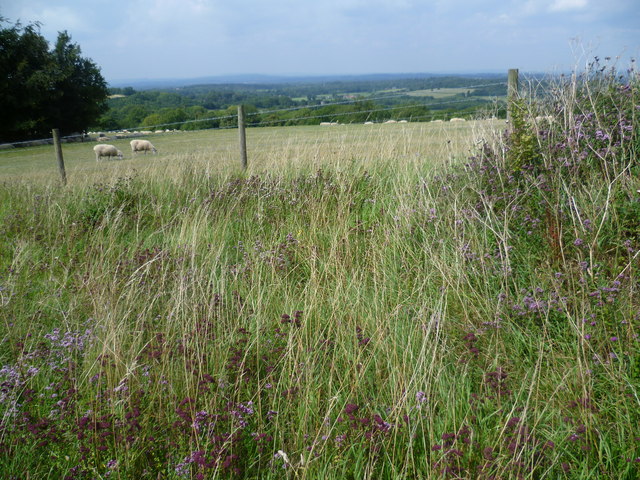View from the South Downs Way