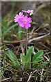 NY8129 : Bird's-eye Primrose (Primula farinosa), Red Sike by Andrew Curtis