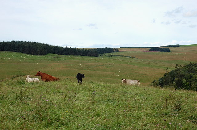 Cows and a calf, Brown Rig