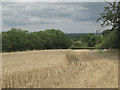 Part-harvested field behind Stone Cottage 