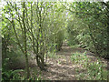 Dismantled railway south of Birch Coppice