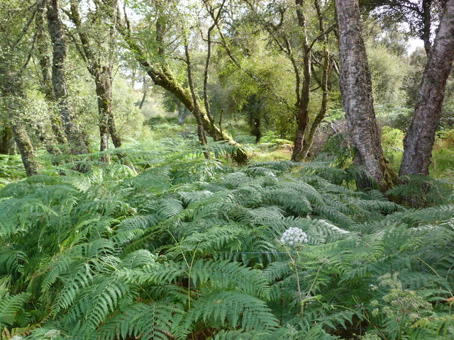 Birch woodland, Strathcarron
