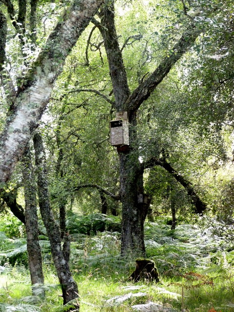 Nest-box in the woods