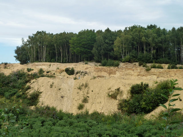 Quarry face in Hythe Beds, Bognor Common