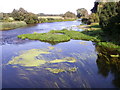 River Stour, Spetisbury