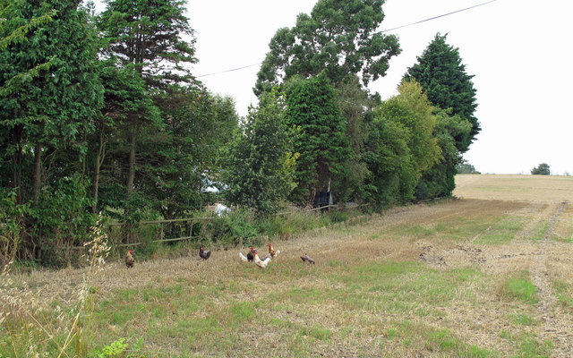 Field with free range chickens