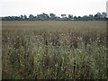 Crop field by Hayward