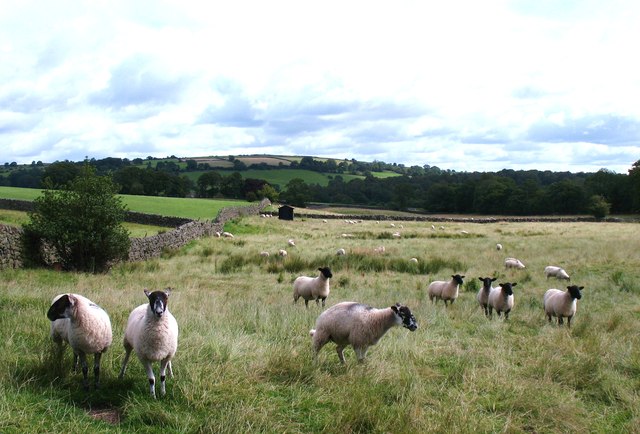 Sheep at Low Hirst Farm