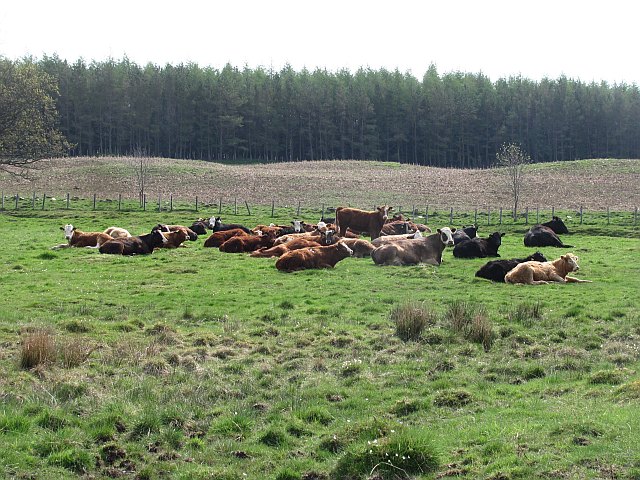 Cattle in Glen Fender