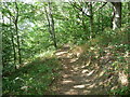 Footpath in woodland above the Afon Aeron