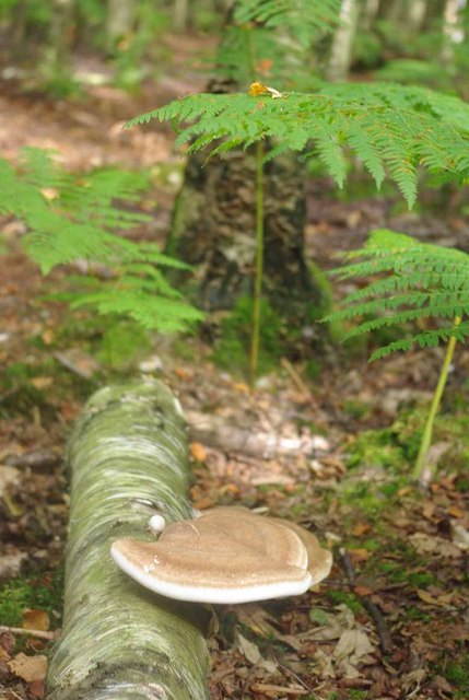Bracket Fungus in Parson's Spring