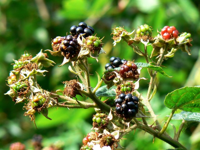 Blackberries, Rigsby's Lane, Minety