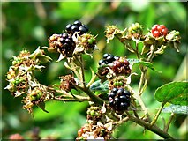 SU0292 : Blackberries, Rigsby's Lane, Minety by Brian Robert Marshall