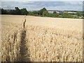 Footpath through barley, east of Wood End 