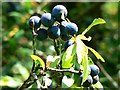 Sloes by a footpath, Minety