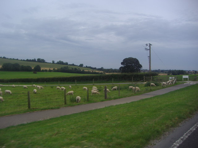 Sheep grazing, West Dean