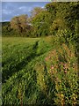 Field edge near Cheddar