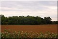 Looking over a field to Ayre