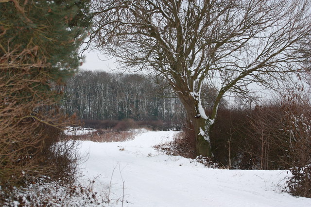 Common Lane copse in winter