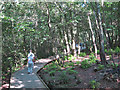 Boardwalk through Mallydams Wood