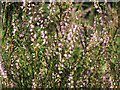 Woodland flowers in Mallydams Wood