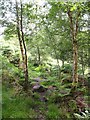 Woodland Path by Padside Beck