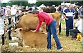 Ryedale Show 2011