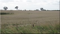 NU1928 : Wheat field near West Fleetham by Richard Webb