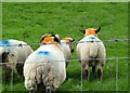 Colourful sheep on Dree Hill